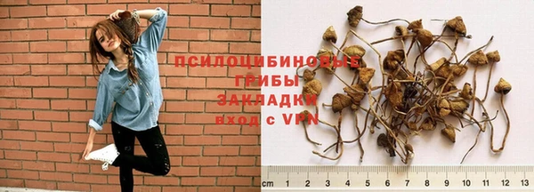 PSILOCYBIN Аркадак